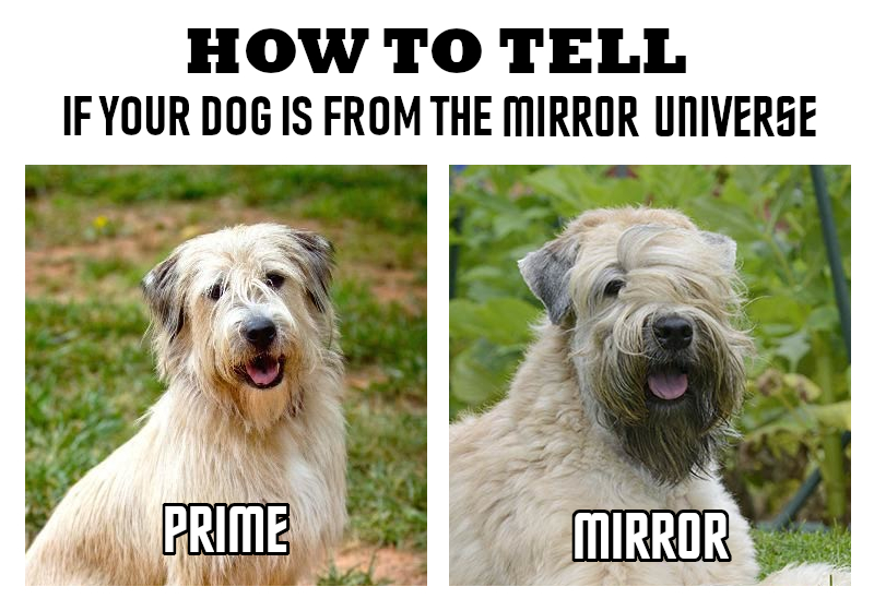 how-to-tell-mu-dogs.jpg