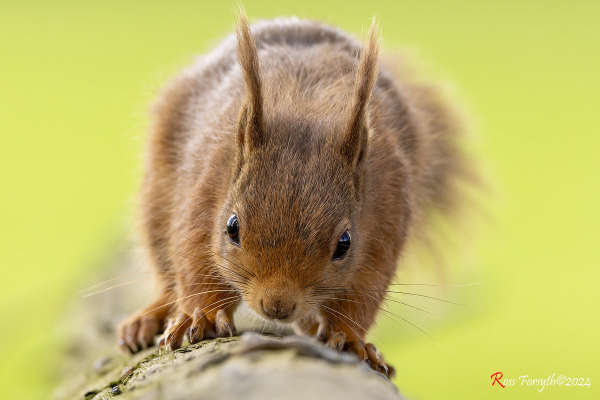 20240417-_5RF2327-CR3