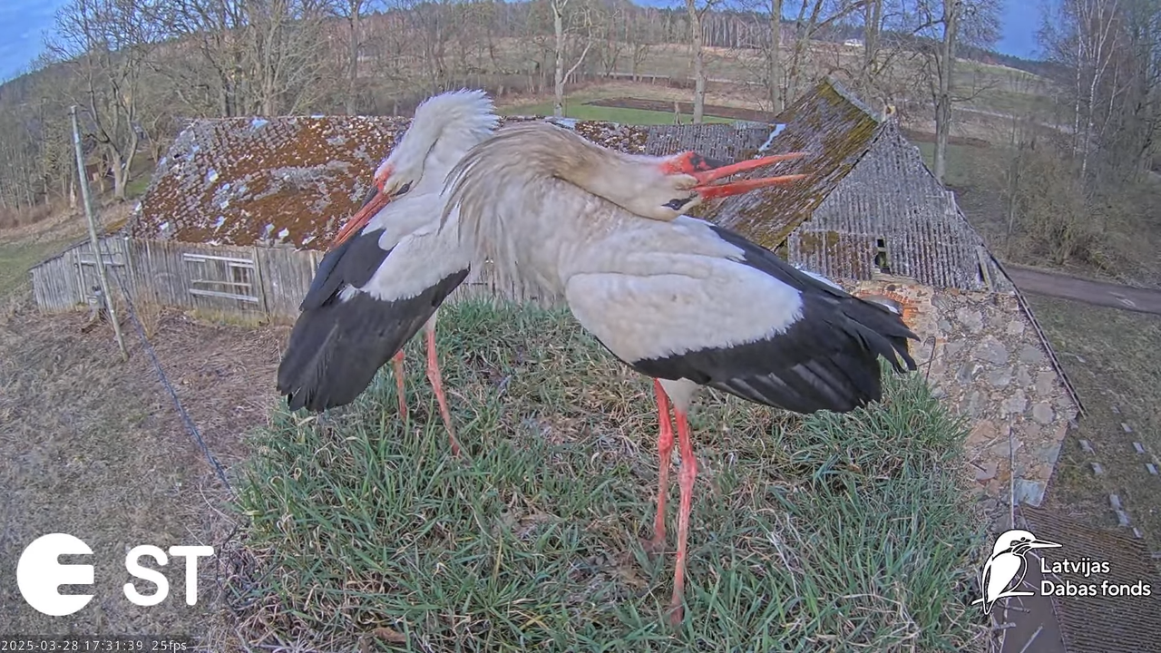 (16) Baltie stārķi (Ciconia ciconia) Tukuma novadā __ White storks in Tukums, Latvia - YouTube - 760