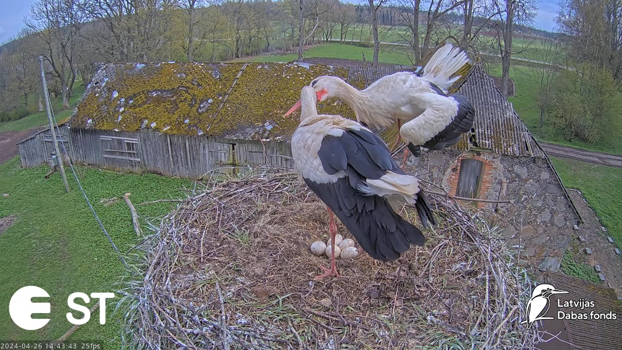 Baltie stārķi (Ciconia ciconia) Tukuma novadā - LDF tiešraide __ White storks in Tukums, Latvia 8-50