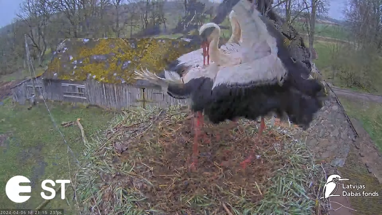 Baltie stārķi (Ciconia ciconia) Tukuma novadā - LDF tiešraide __ White storks in Tukums, Latvia 8-58