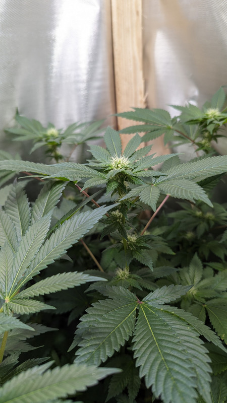 IMG_20240520_213245_(2000_x_3556_piksel)