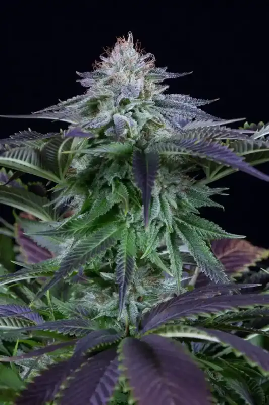 Image of Dinamed Kush Auto