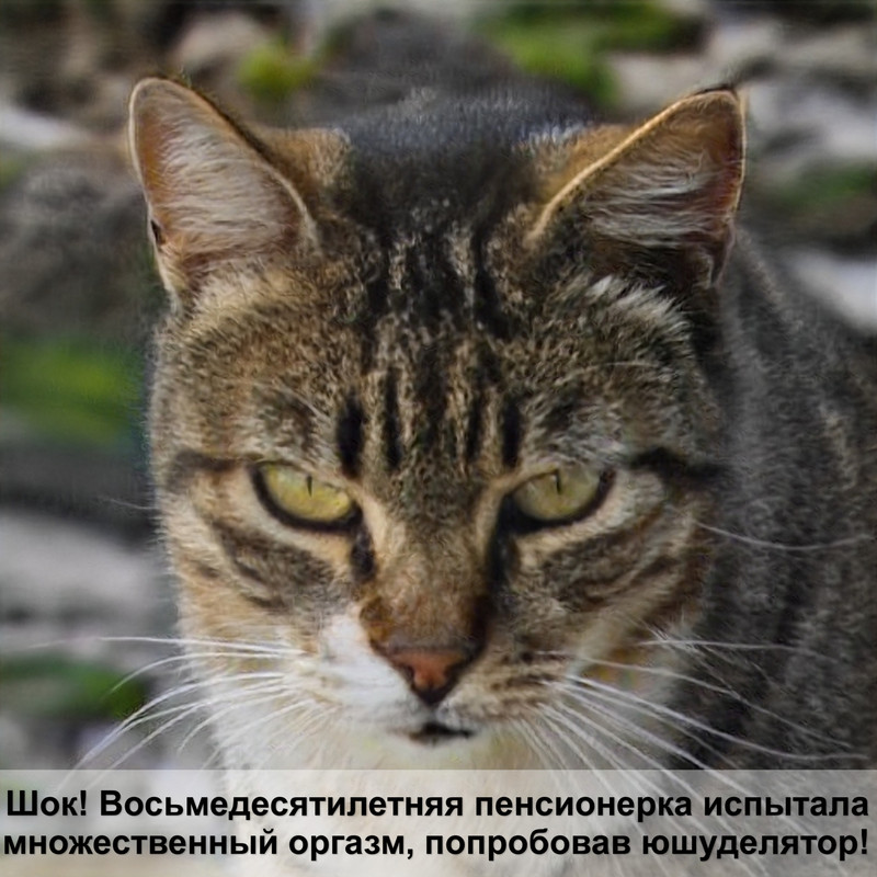 какая кошка самая чистоплотная