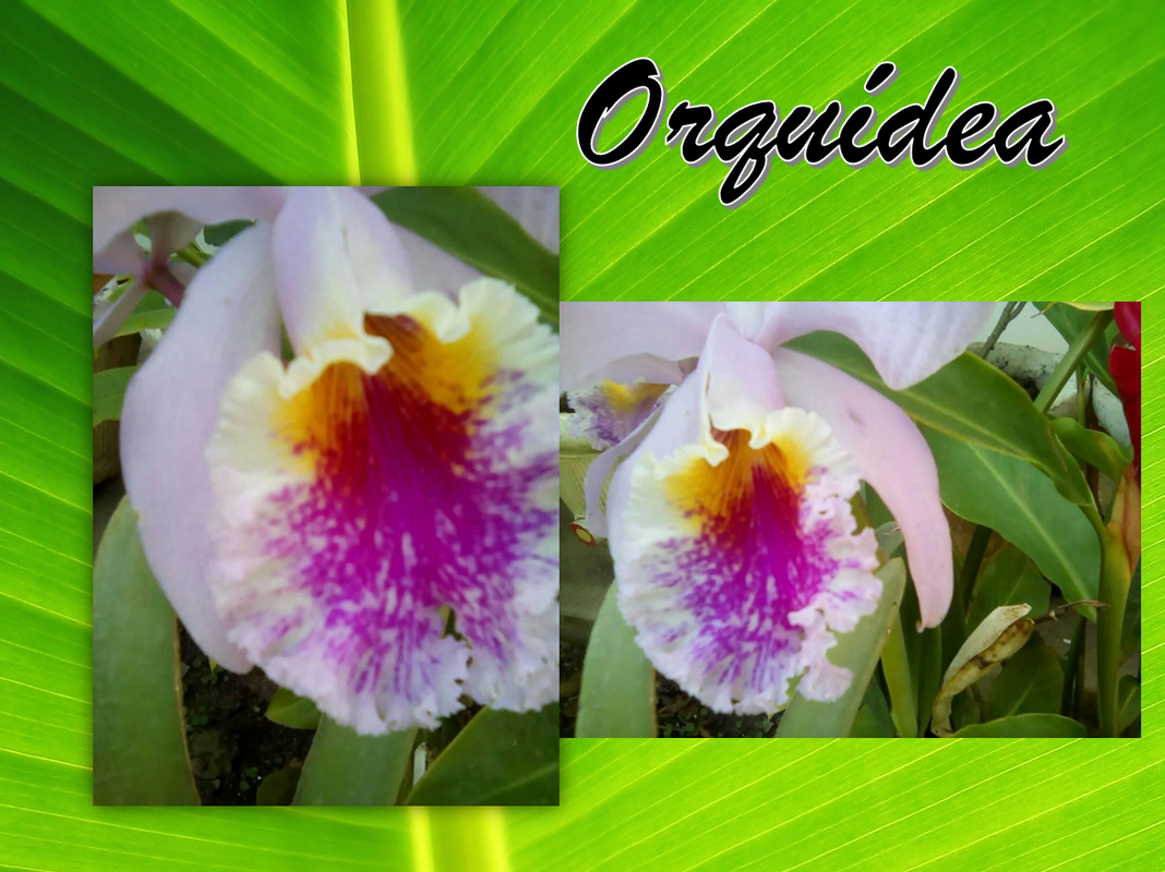 orq-3.png