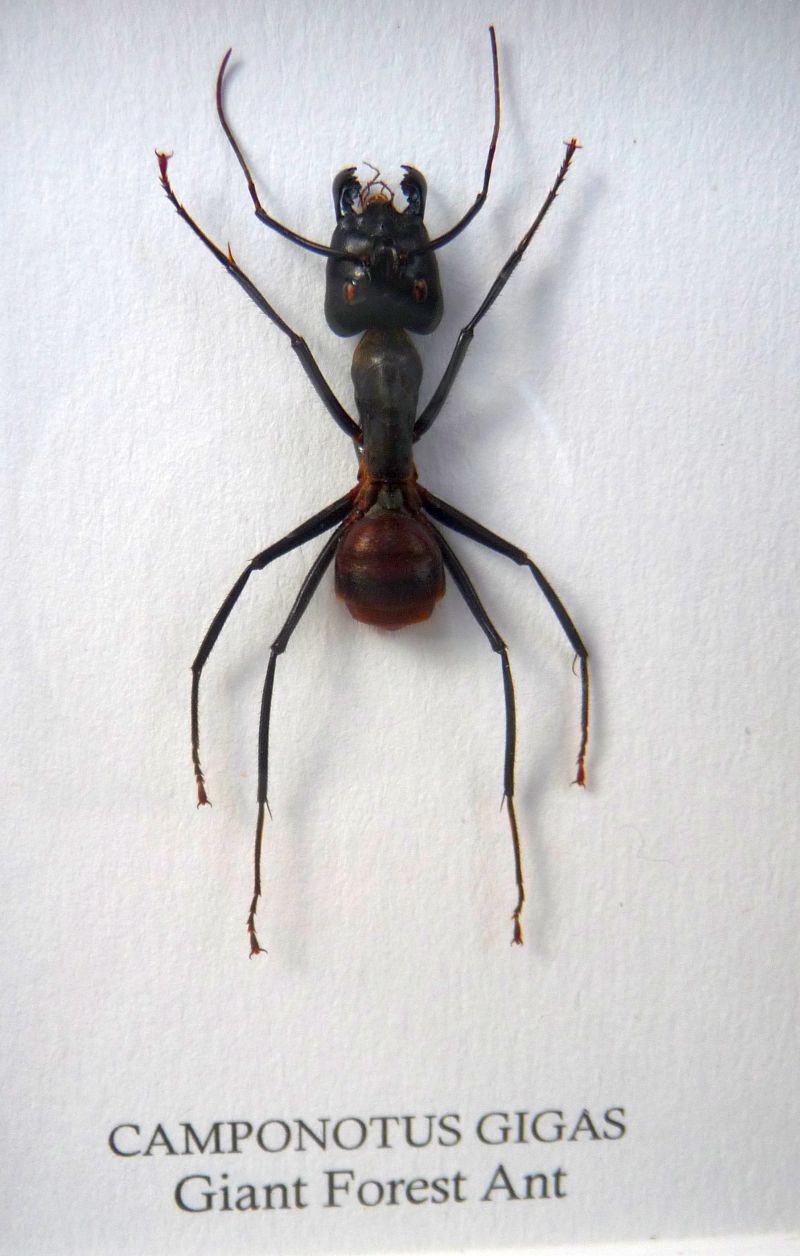 Dinomyrmex2.jpg