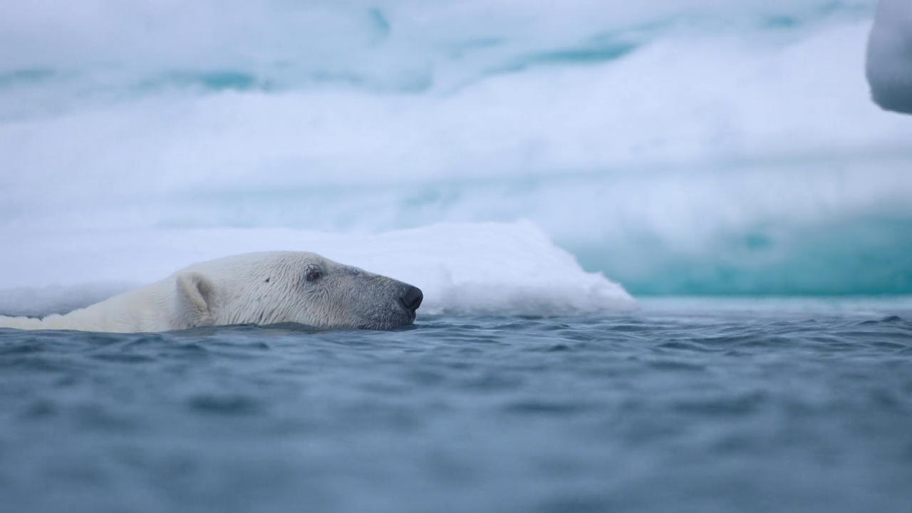 Bear Witness 2022 1080p WEB DL AAC x264 BluBeast