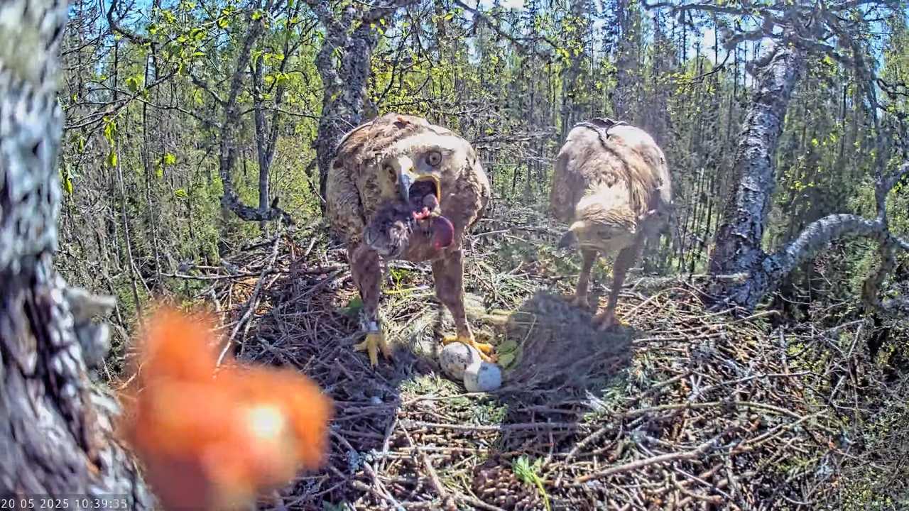 Väike-konnakotkas __ Clanga pomarina __ Lesser Spotted Eagle 14-49-30 screenshot