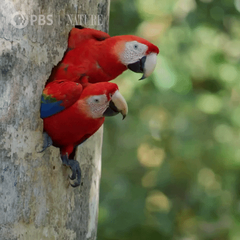 parrotsnature.gif