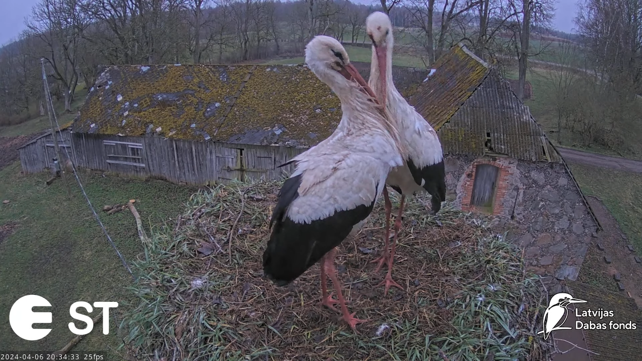 Baltie stārķi (Ciconia ciconia) Tukuma novadā - LDF tiešraide __ White storks in Tukums, Latvia 11-1
