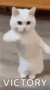 cool-fun.gif