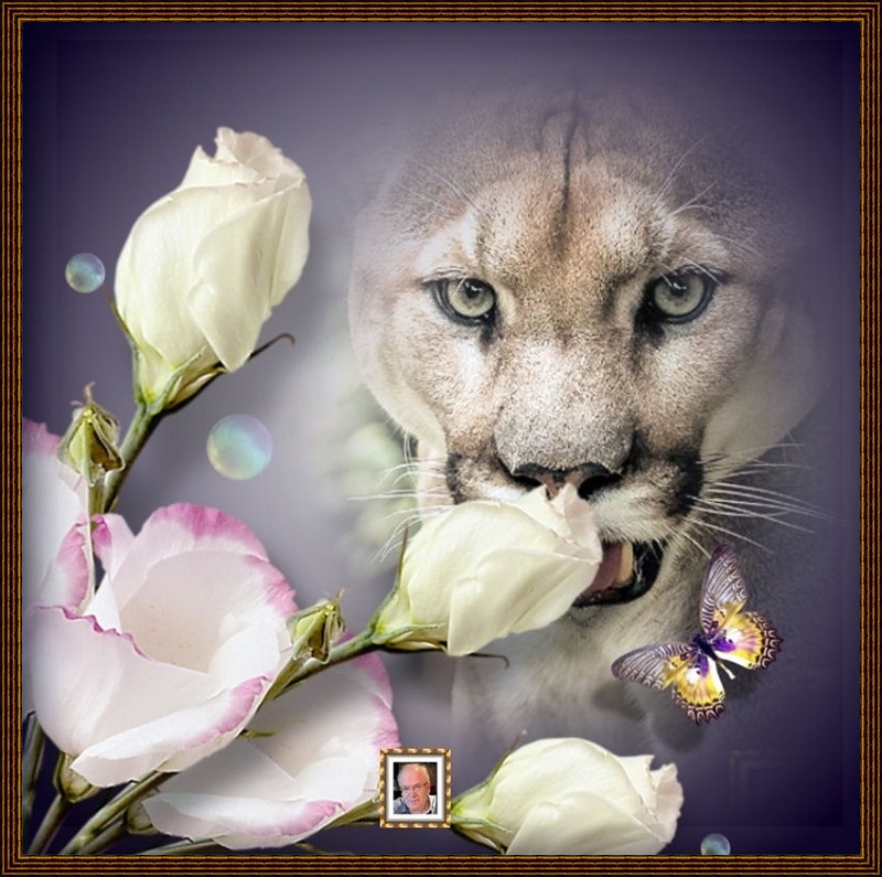 MOOIE-KATER-2