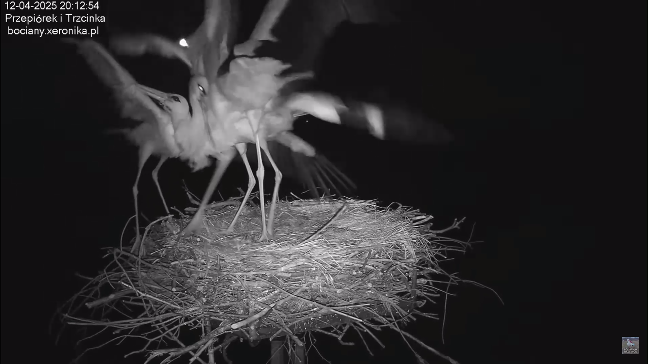 12042025intruzwgniezdzie_9