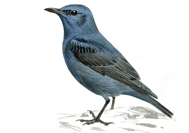 Monticola solitarius