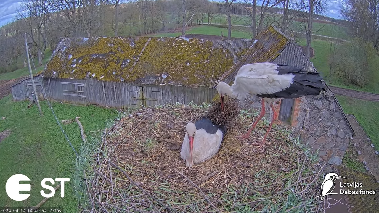 Baltie stārķi (Ciconia ciconia) Tukuma novadā - LDF tiešraide __ White storks in Tukums, Latvia 13-6