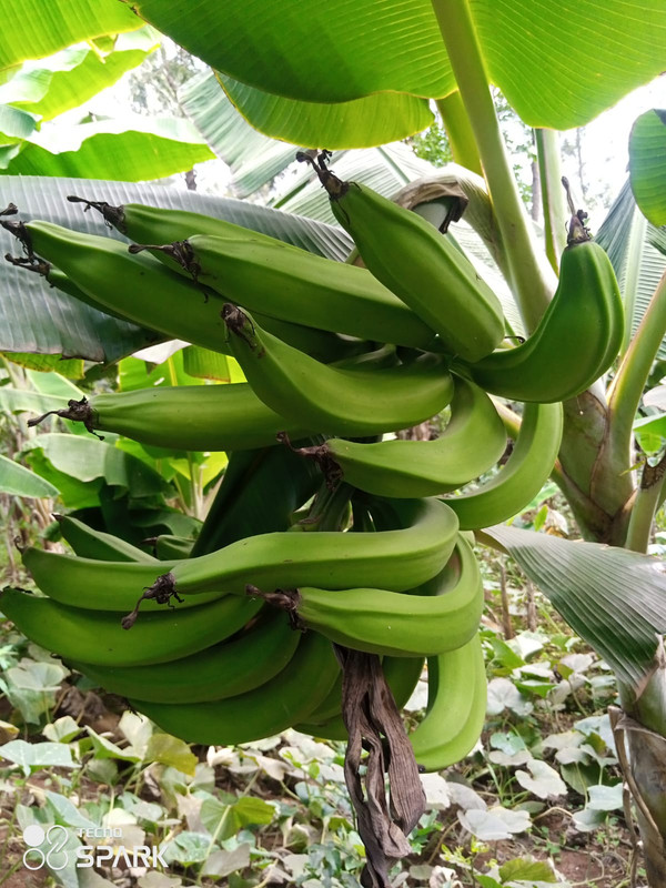 Plantain