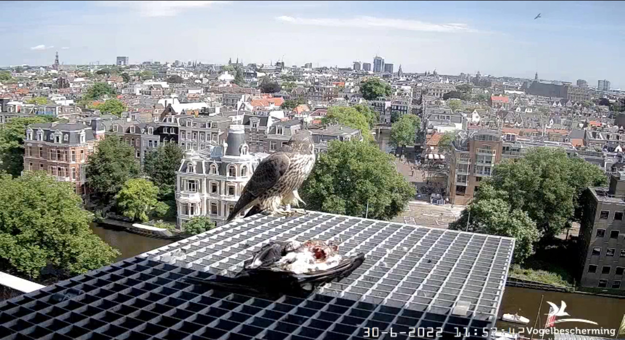 Amsterdam/Rijksmuseum screenshots © Beleef de Lente/Vogelbescherming Nederland - Pagina 35 Video-2022-06-30-120826-Moment