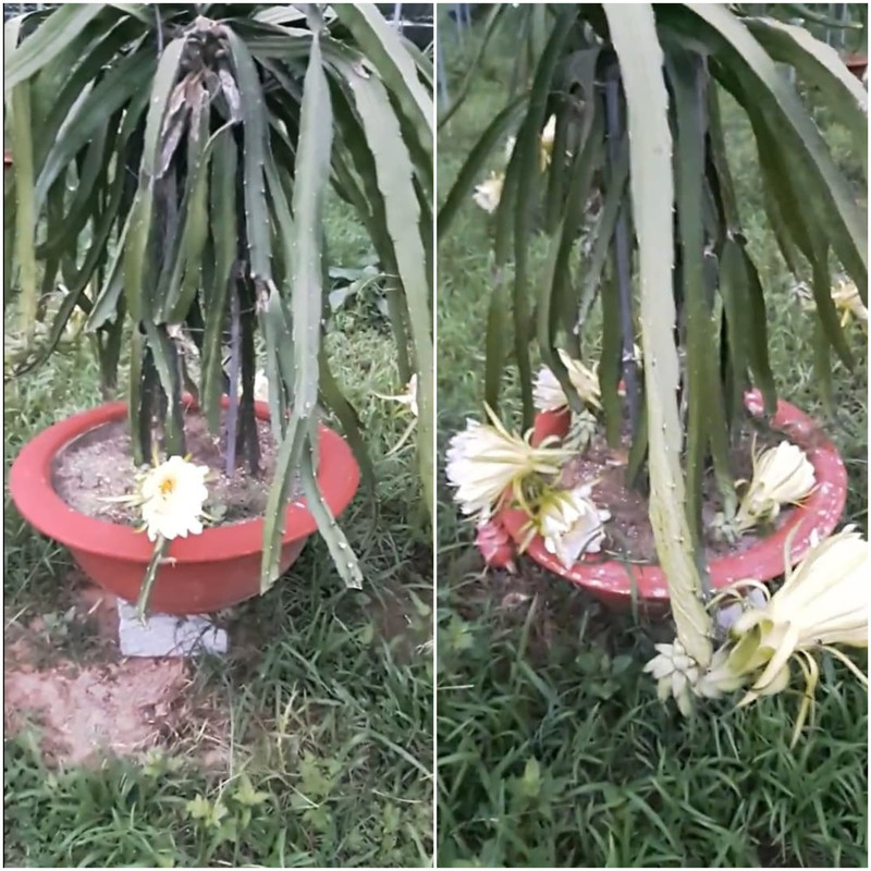 dragon-fruit-in-big-terracotta-pots.jpg