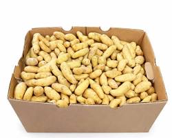 fingerling1