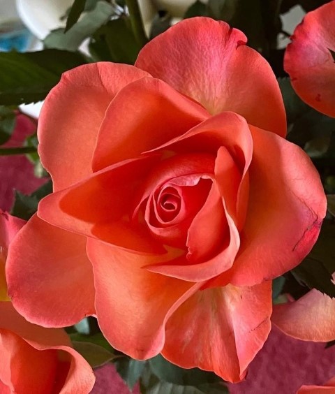 Bloem2.jpg