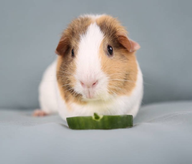 Caring-Tiny-Pets-3.jpg