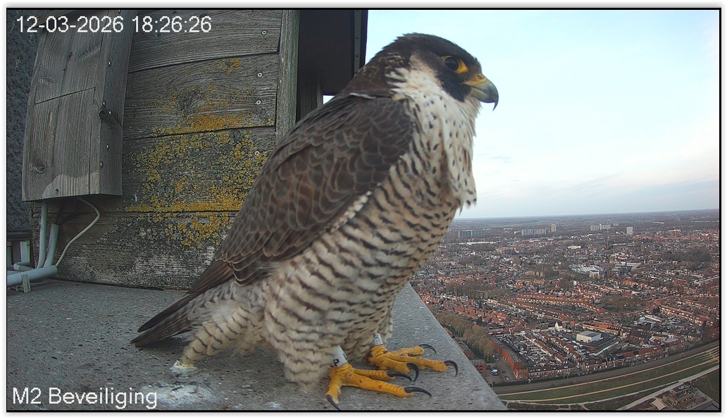 Screen Shot 03 12 26 at 06 26 PM 002