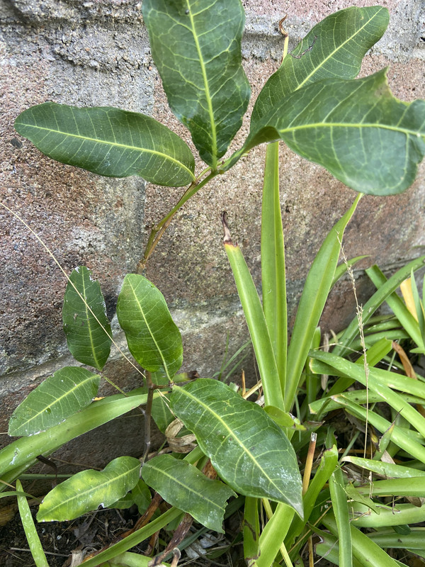 81A3EB31-9D6A-4DE6-AD3C-5CF807AC8F9C