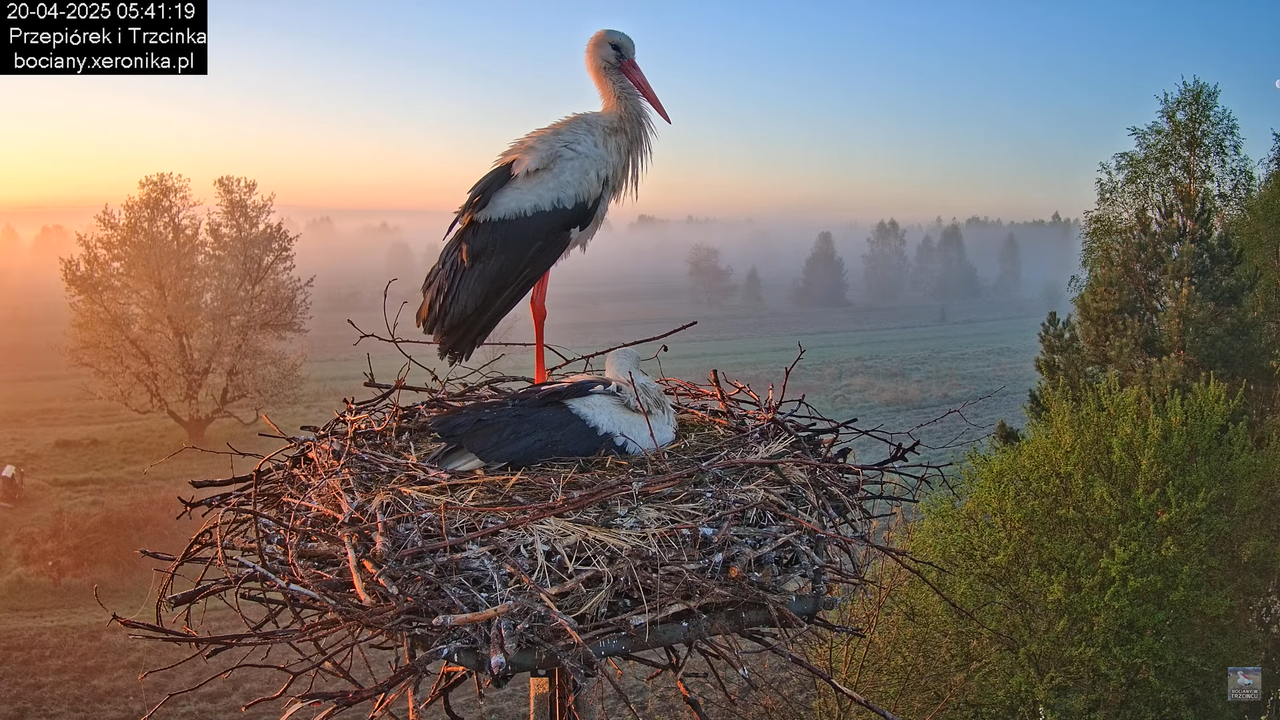 20042025bociany7