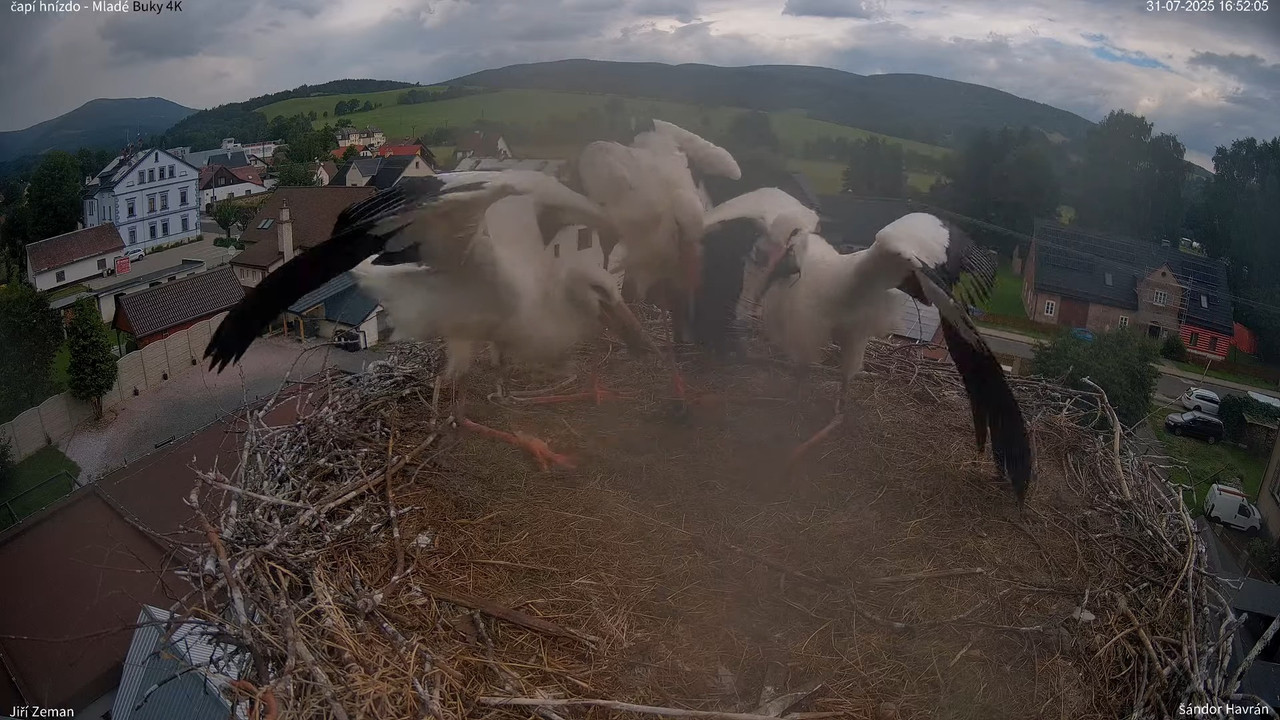 Tiešraides kamera — Mladé Buky — stārķa ligzda 4K 13-15-20 screenshot
