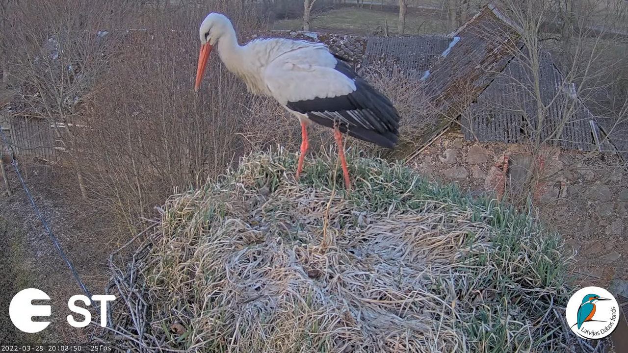 Baltie stārķi (Ciconia ciconia) Tukuma novadā - LDF tiešraide __ White storks in Tukums, Latvia 9-15