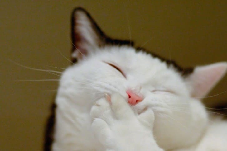 Laughing-Cat-485x728_h4hnou