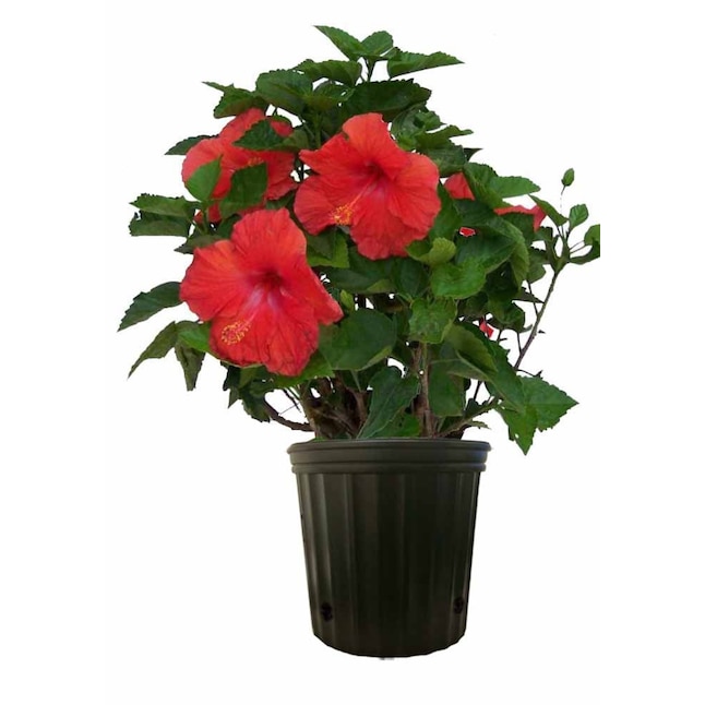 Lowe’s One-Day Plant Bonanza: Up to 65% Off Indoor Greenery, Including Stunning Peace Lilies