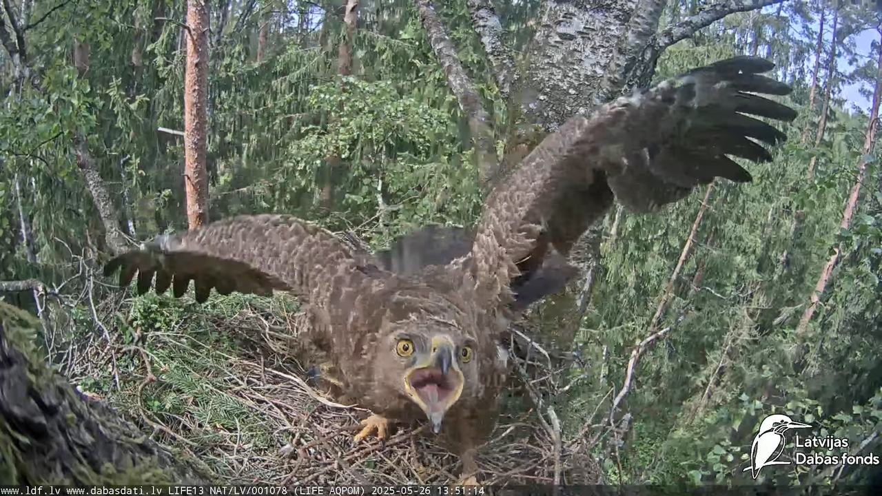 Mazais ērglis (Clanga pomarina), ligzda bērzā 17-20-34 screenshot (1)