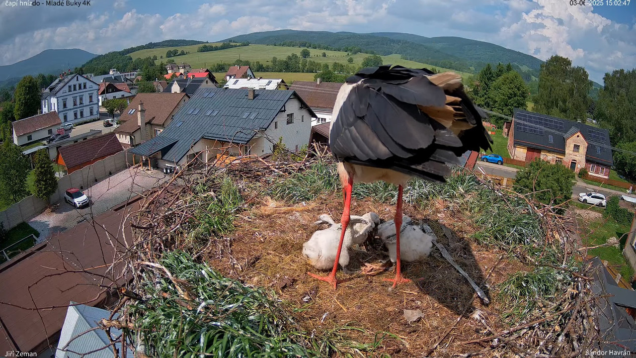 Živá kamera - Mladé Buky - čapí hnízdo 4K 13-27-13 screenshot