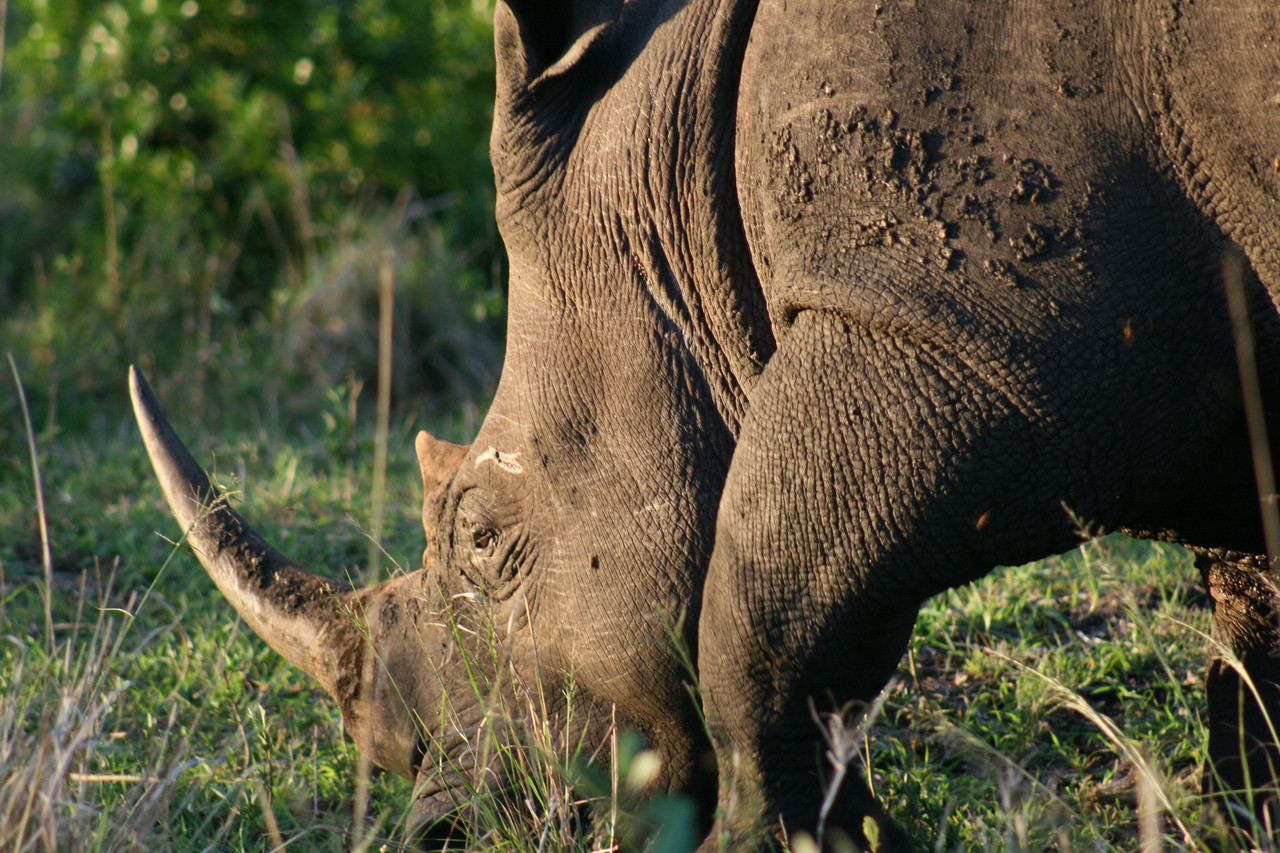 Elephant