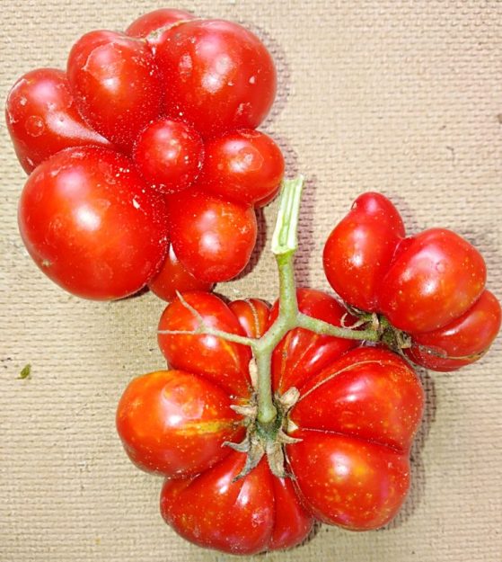 Pomodoro-del-viandante
