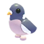 Wood Pigeon