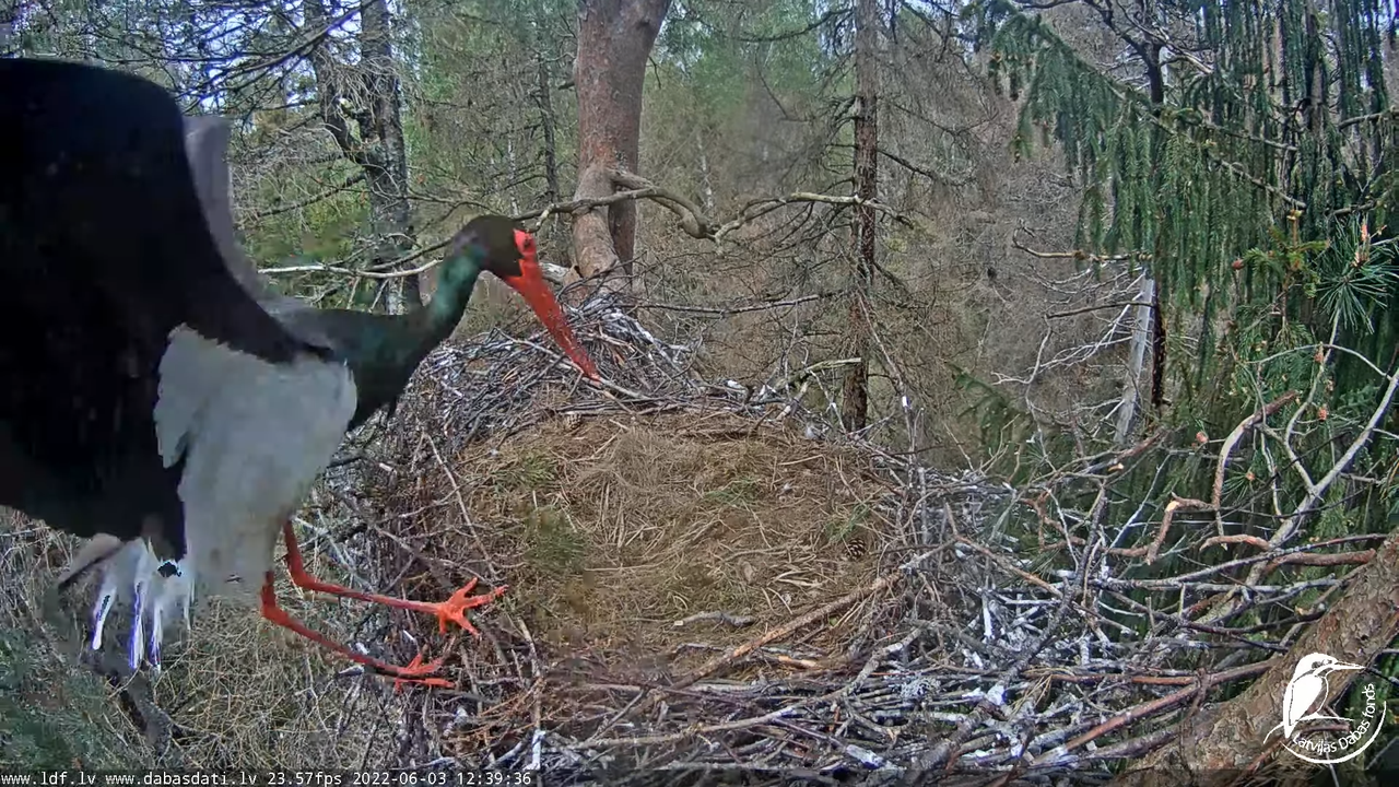 Melnais stārķis (Ciconia nigra) Siguldas novadā - LDF tiešraide 6-38-39 screenshot