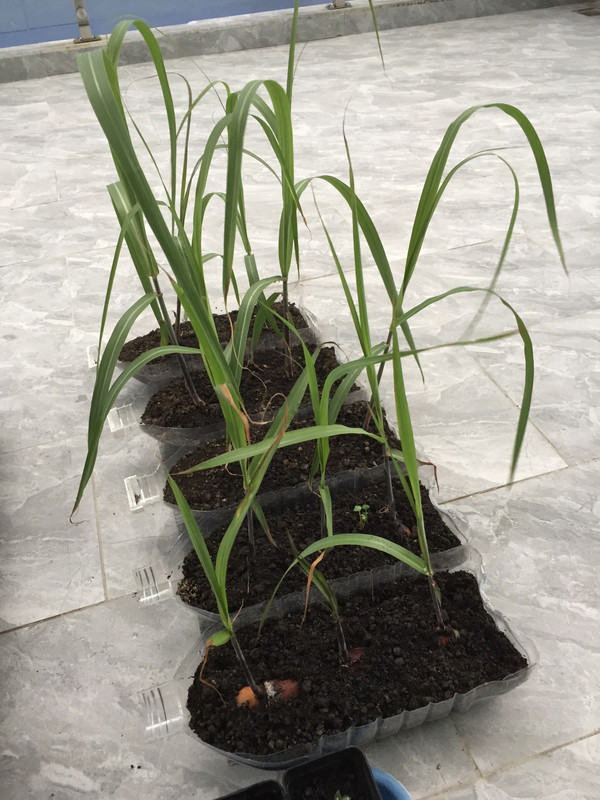 sugarcane-one-month.jpg