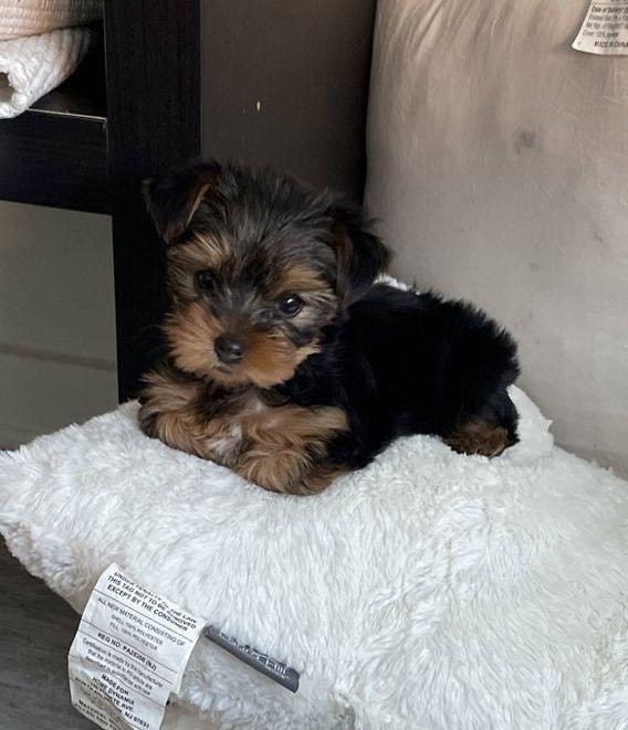 Silver Yorkie