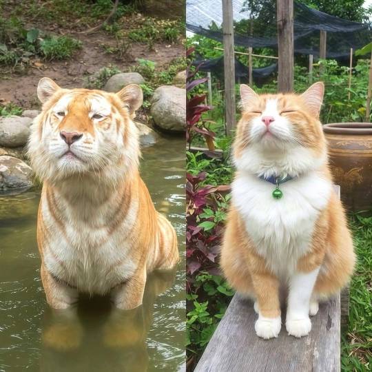 catlittlelion.jpg
