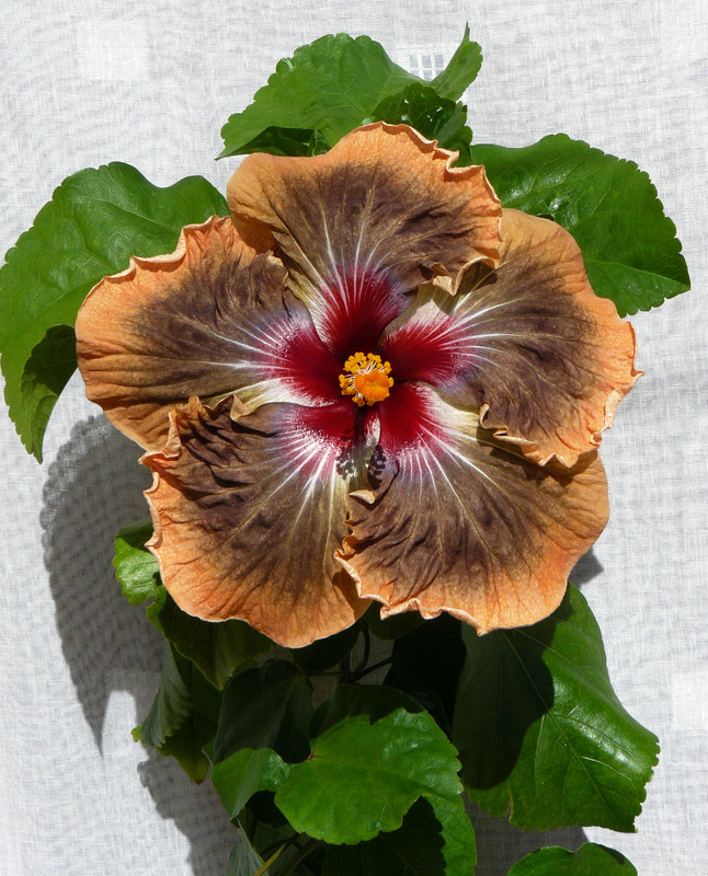 Petar's Secret of Passion - HVH Thunderhead   x   RK Black Pearl 21,  30.3.2023 first bloom