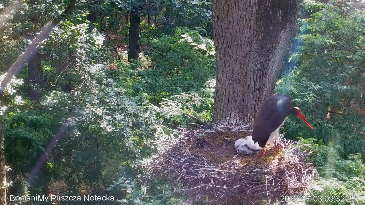 Melnais stārķis Online Puszcza Notecka _ Black stork Online Notecka Forest 13-5-20 screenshot
