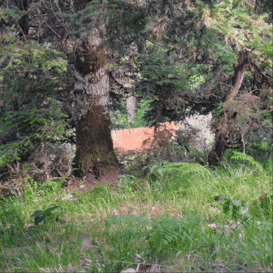 A cow turning it's head towards the camera