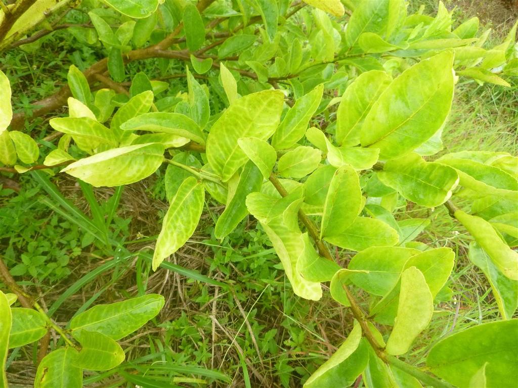 q9Yellow_Citrus