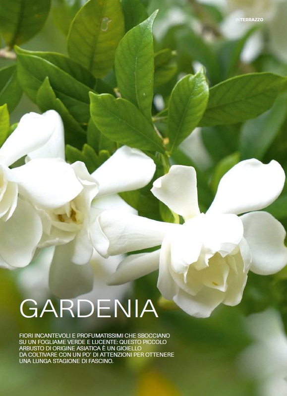 il mio Giar Apr Mag 2026 (2)