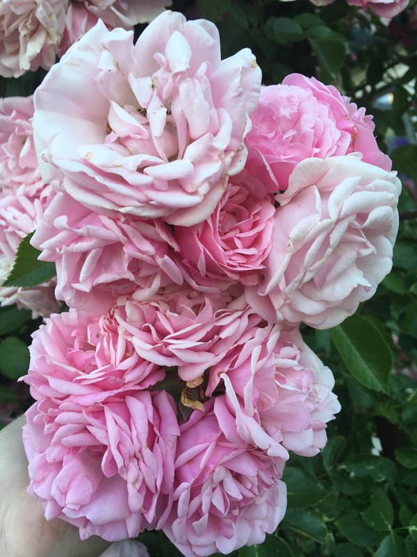 BB74D760-FE6F-44BE-9372-756C3AC40865