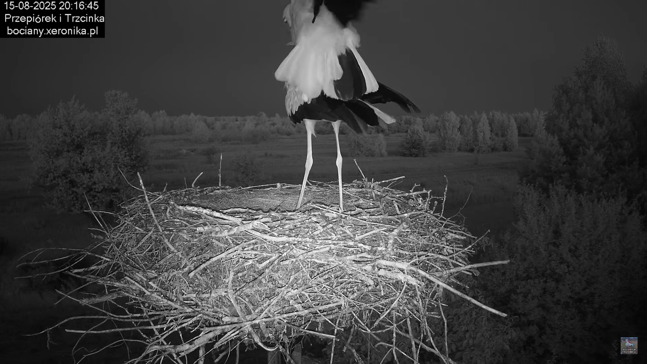 15082025bociany39