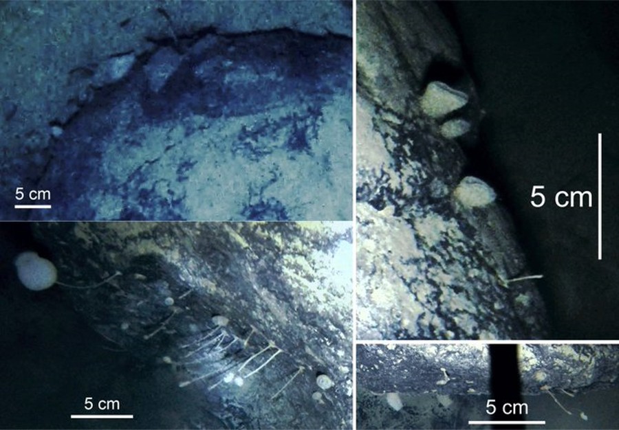 Scoperti organismi marini sotto la calotta glaciale antartica