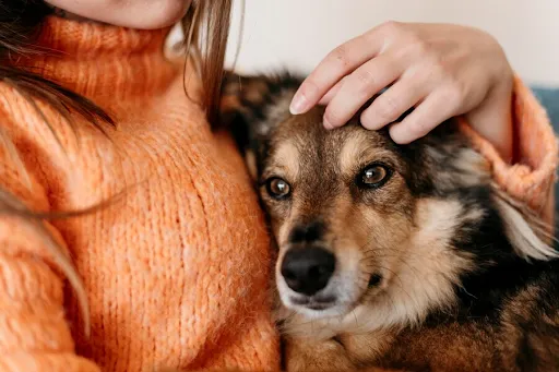 Tips to Offer assistance Mutts Adapt with Being Alone